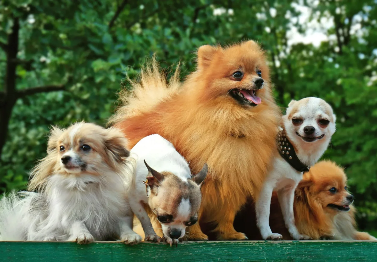 Fluffy Small Dog Breeds