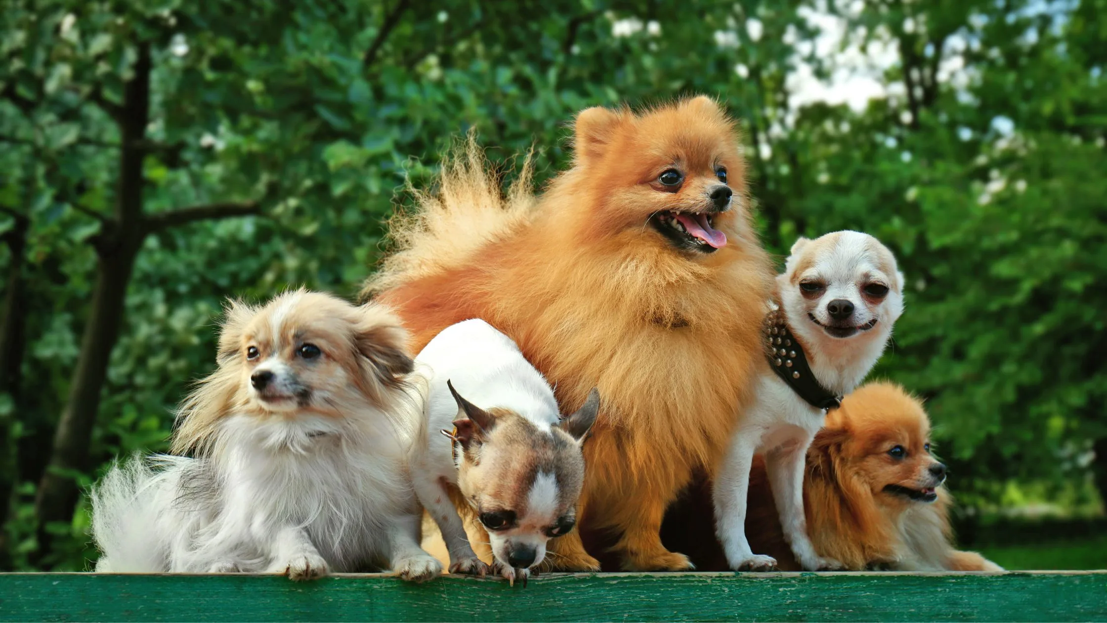 Fluffy Small Dog Breeds