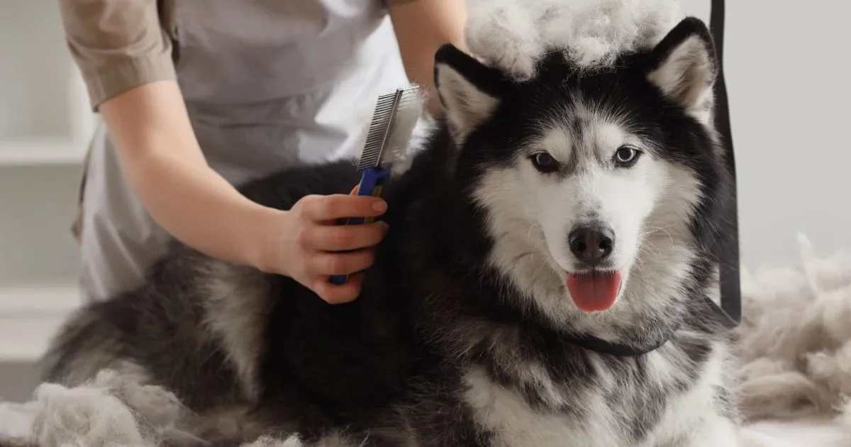 How to Control Dog Shedding