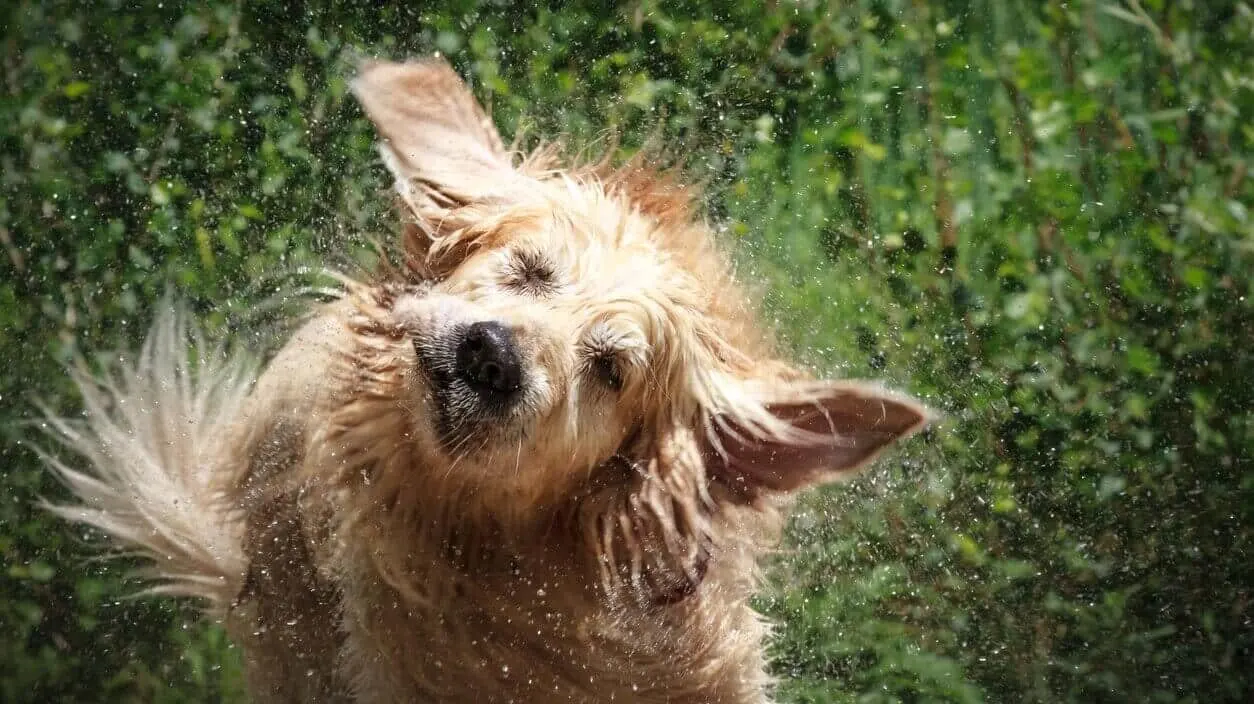 Water in Your Dog’s Ears