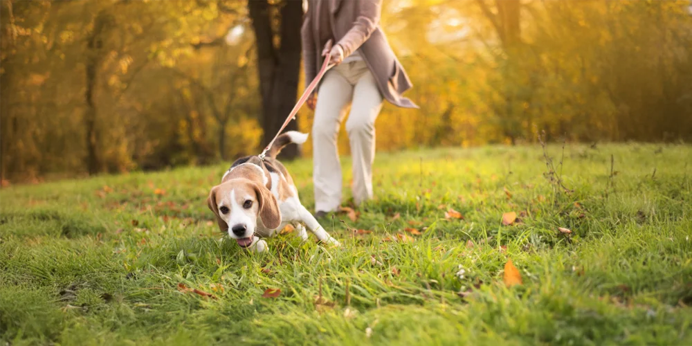 Fix Bad Dog Behavior Naturally
