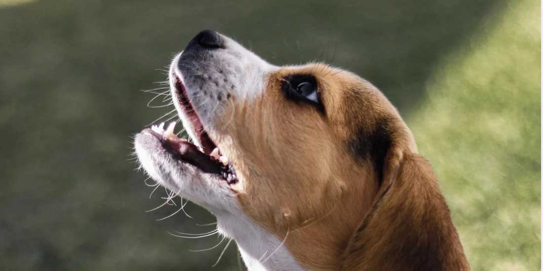 How to Stop Dog Barking Naturally