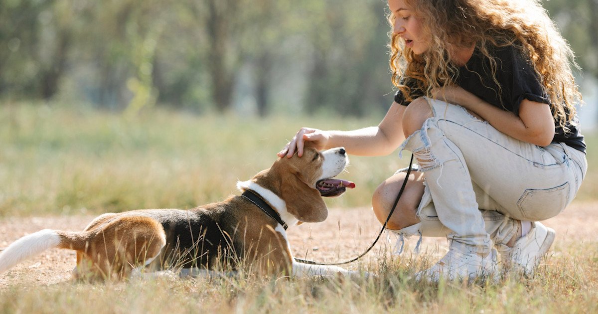 How to Train a Stubborn Dog