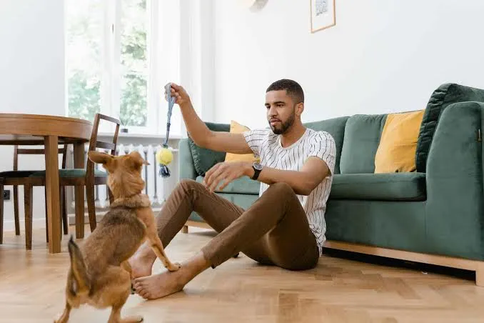 Physical Exercise Alone Is Not Enough for Dogs