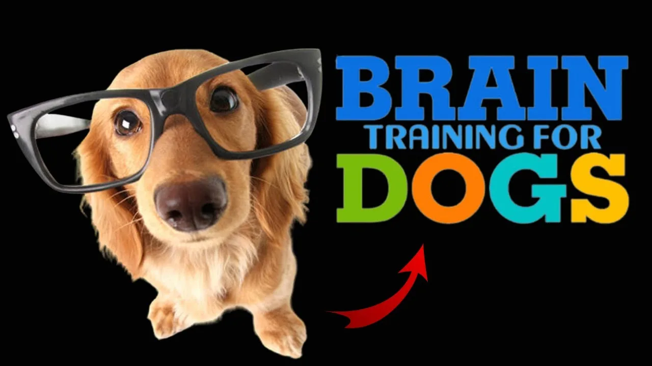 Can Brain Training Fix Aggressive Dog Behavior