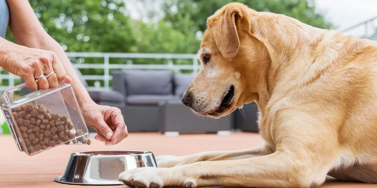 How to Choose Healthy Food for Pets