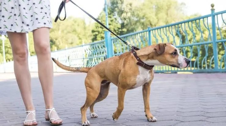 How to Stop a Dog From Pulling on the Leash
