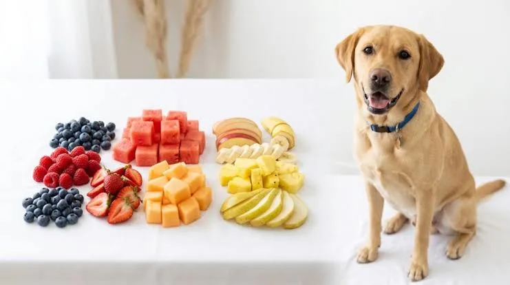 What Fruits Can Dogs Eat