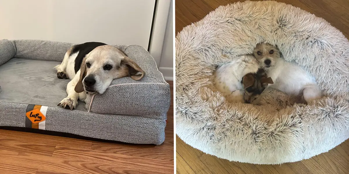 Best Dog Beds for Large Dogs