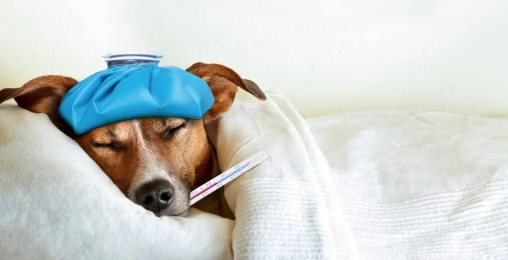 Common Dog Diseases in Summer