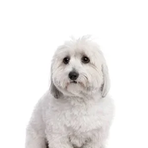 Coton de Tulear