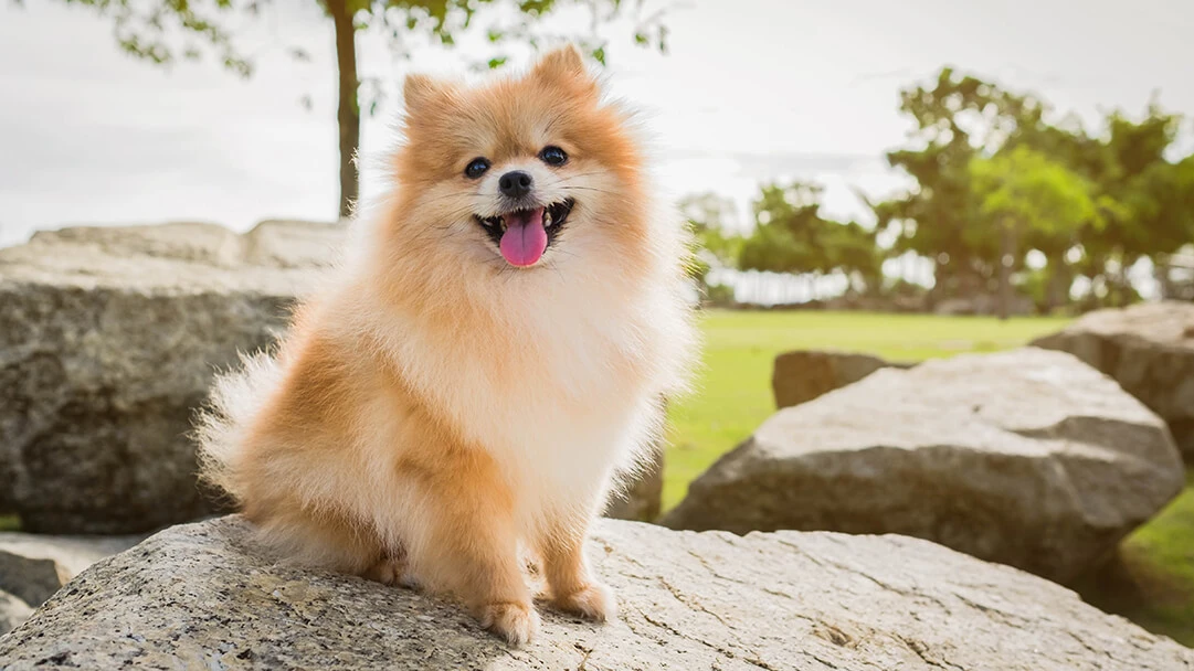 Fluffy Cute Small Dogs