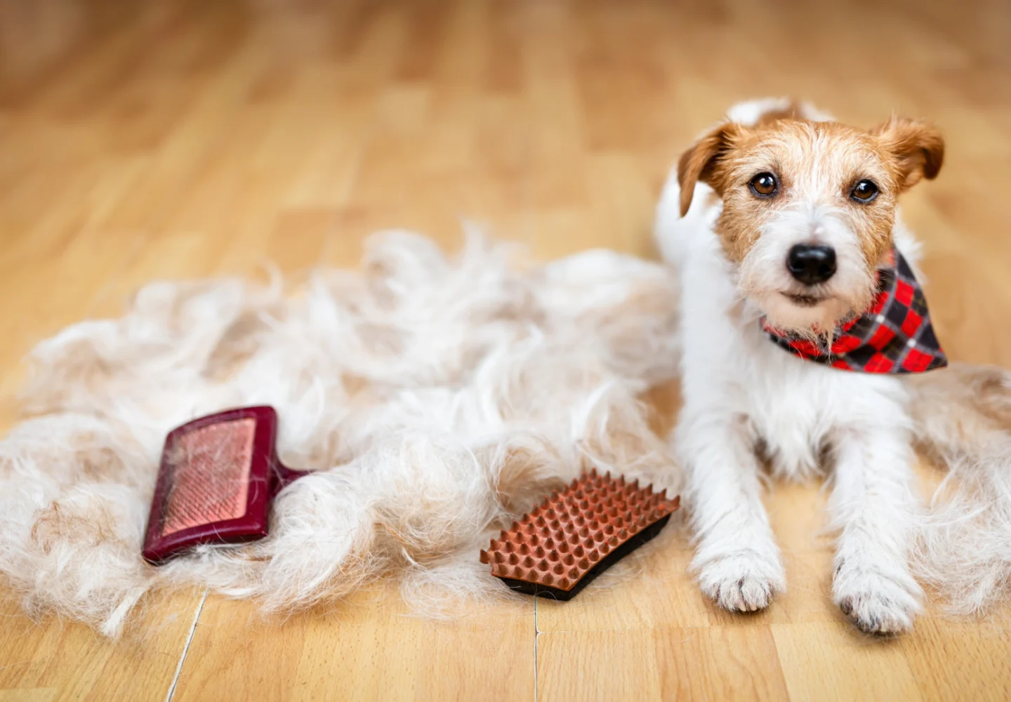 How to Control Dog Shedding