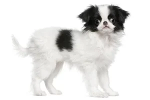 Japanese Chin