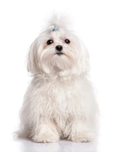 Maltese