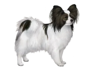Papillon