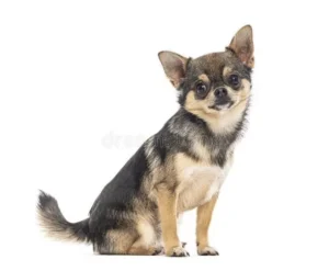 Pomchi