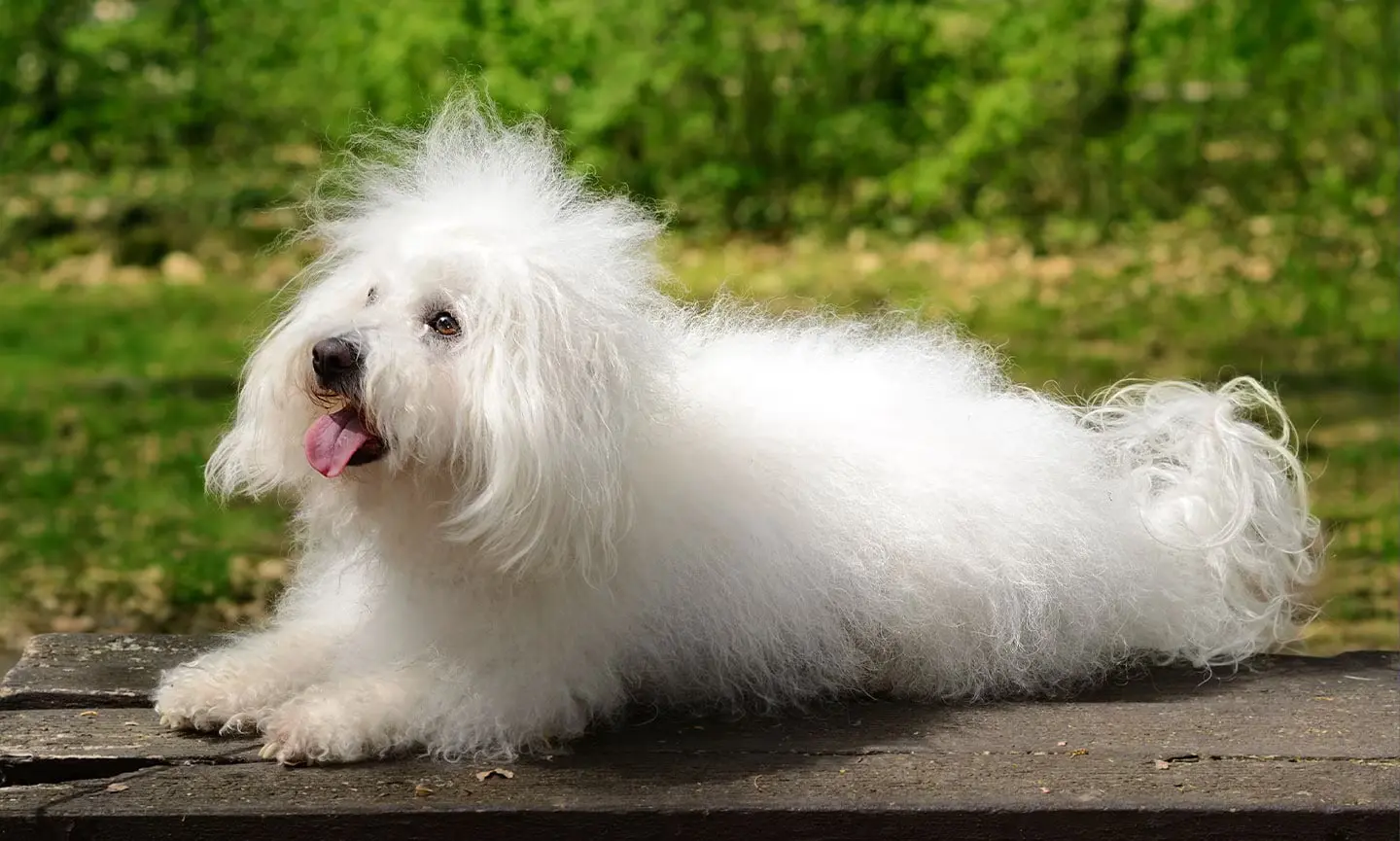 Small Shaggy Dog Breeds