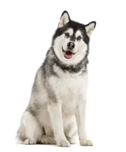 Akita
