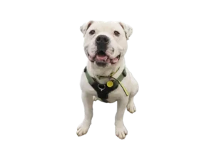American Bulldog
