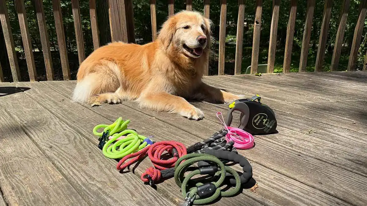 Best Leashes for Strong or Large Breeds