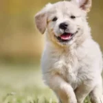 Top 10 Best Low-Maintenance Dog Breeds