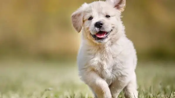 Best Low-Maintenance Dog Breeds