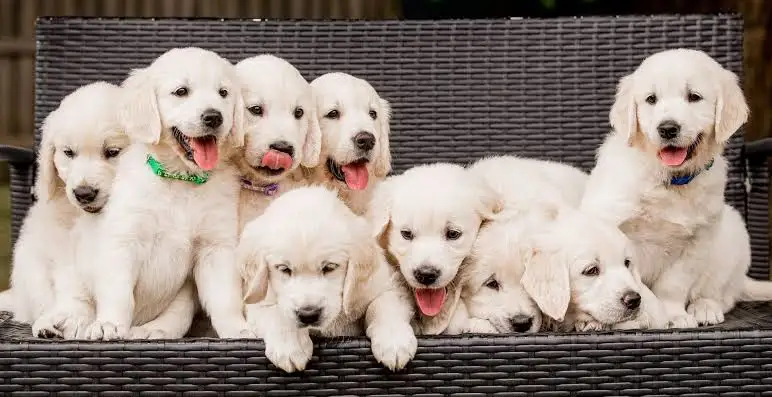ways to bond with your new puppy