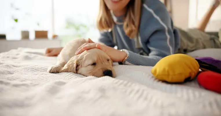 ways to bond with your new puppy
