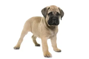 Bullmastiff