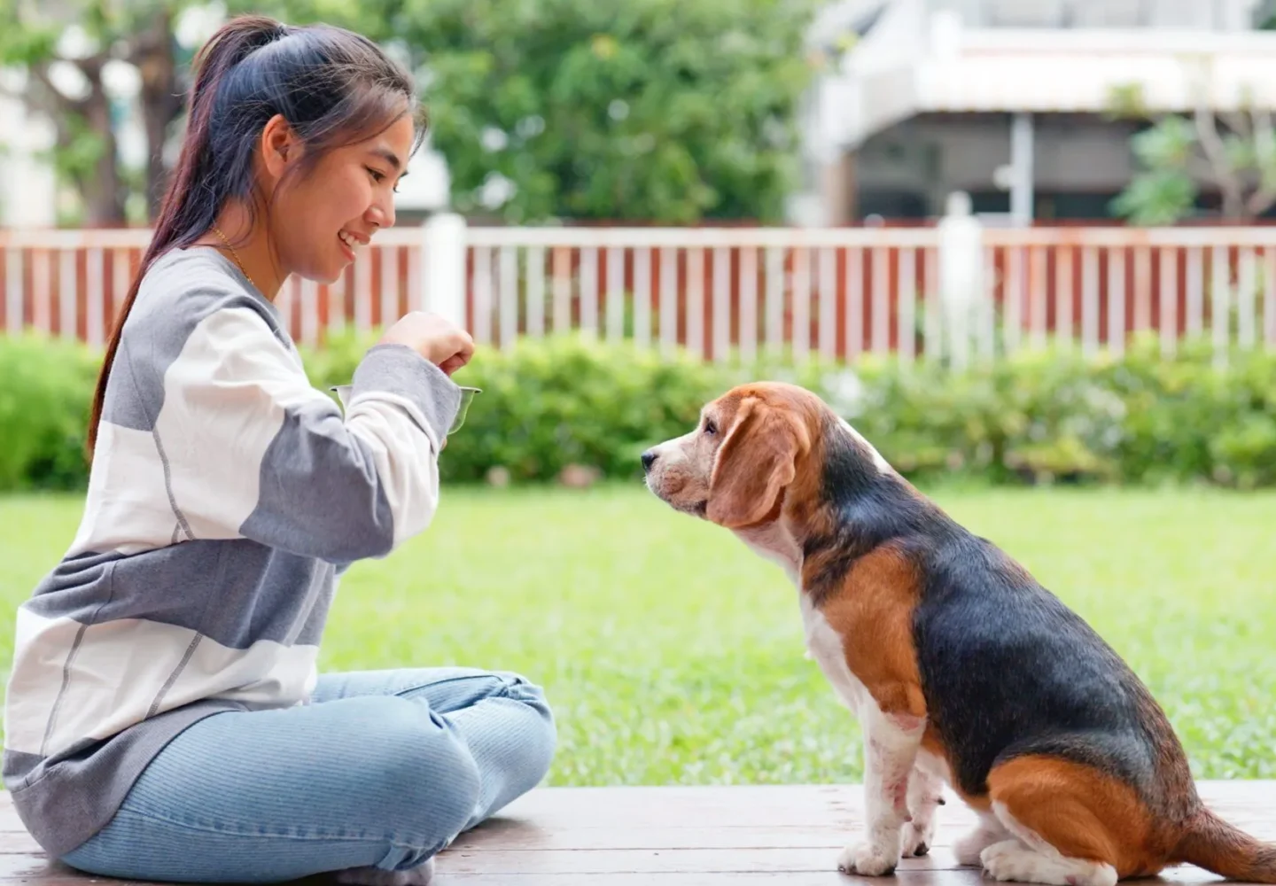 commands every dog should know