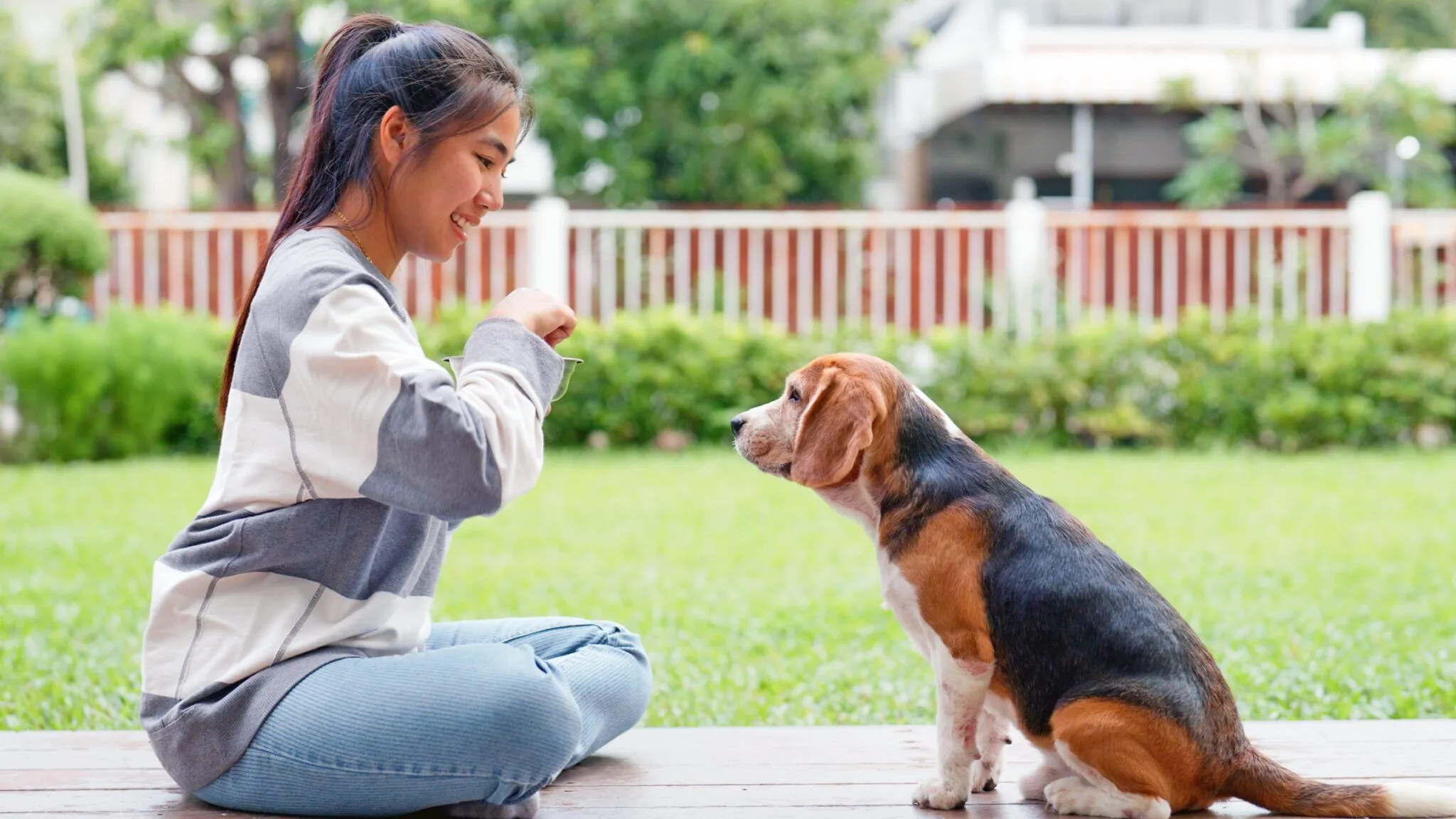 commands every dog should know