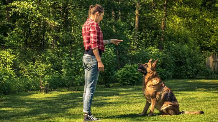 commands every dog should know