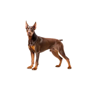 Doberman Pinscher