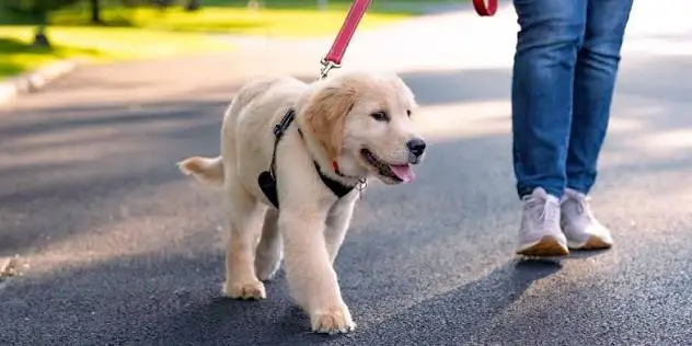 commands every dog should know