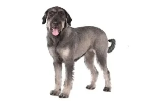 Giant Schnauzer