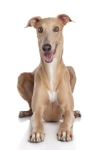Greyhound