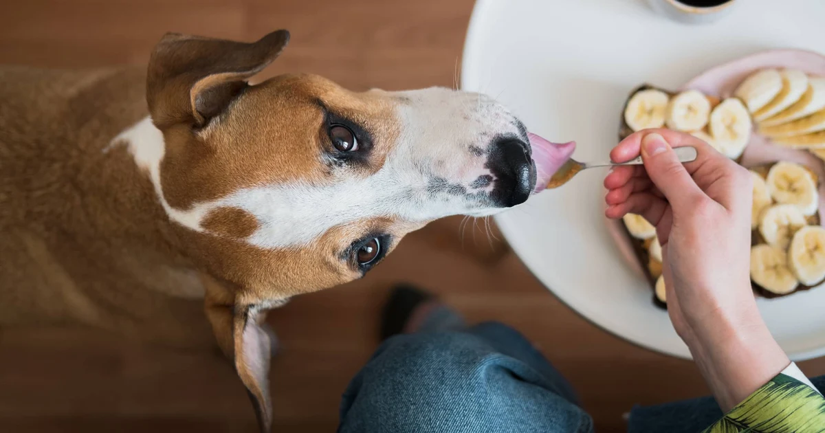 Human Foods That Are Actually Safe for Dogs