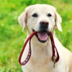 How Often Should You Replace Your Dog’s Leash