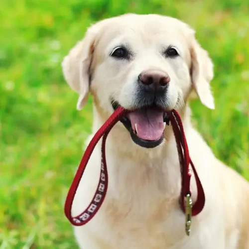 How Often Should You Replace Your Dog’s Leash