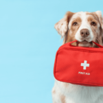 7 Pet First Aid Tips Every Dog Owner Should Know