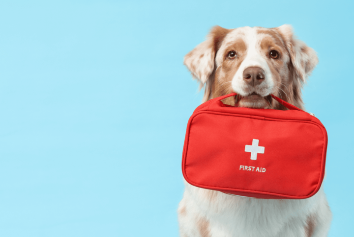 7 Pet First Aid Tips Every Dog Owner Should Know