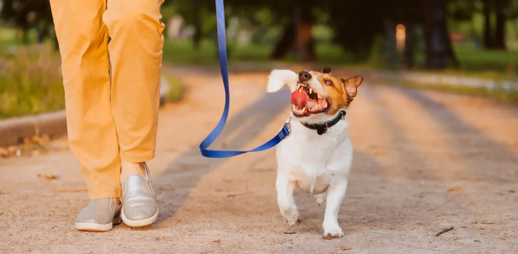 best leashes for training puppies