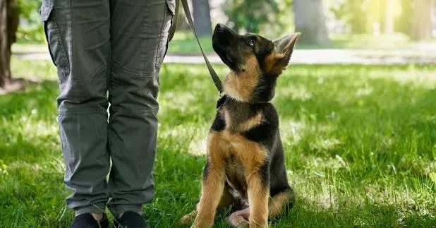 best leashes for training puppies