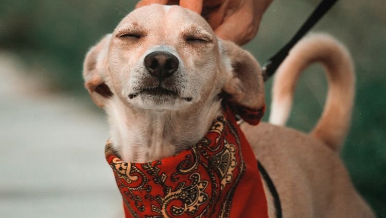reasons dog bandanas are a must have