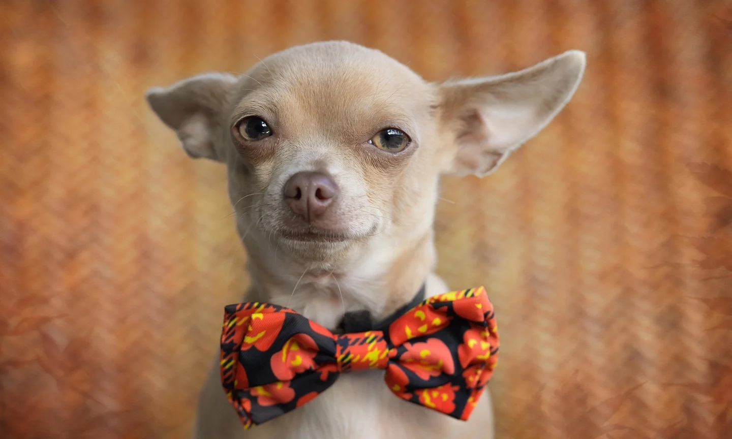 dog bow styles
