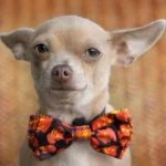 7 Adorable Dog Bow Styles That Are Taking Over Instagram