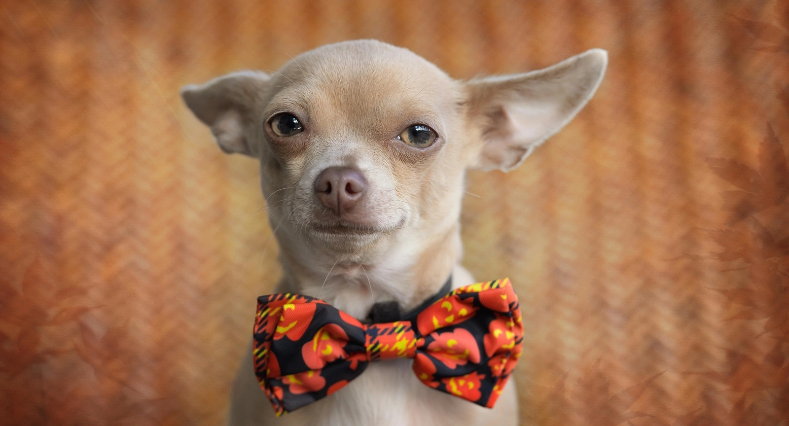 dog bow styles