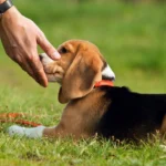 Top 15 Ways to Bond With Your New Puppy