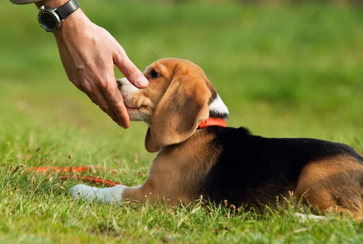 Top 15 Ways to Bond With Your New Puppy